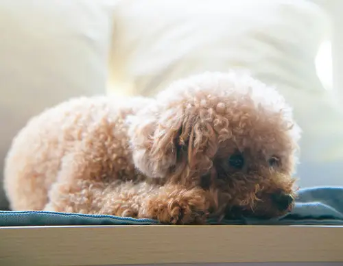 アーモンドちゃん画像